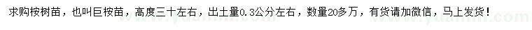 求购高30下载金沙集团990桉树苗