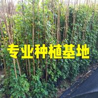 新2会员登录网址彩票