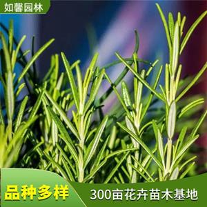 新2网址新2备用网会员登录官网平台