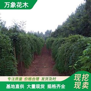 新2会员登录网址彩票