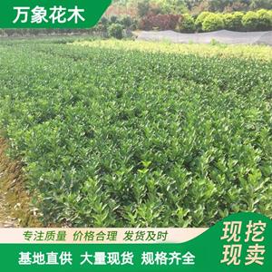 新2会员登录网址