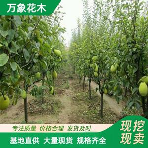 新2网址新2备用网会员登录app下载中心