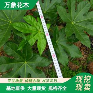 新2网址新2备用网会员登录app下载中心