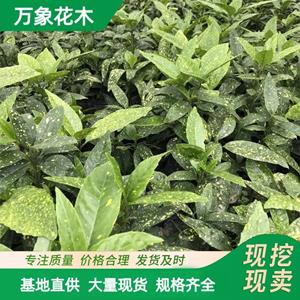 新2会员登录网址老虎机