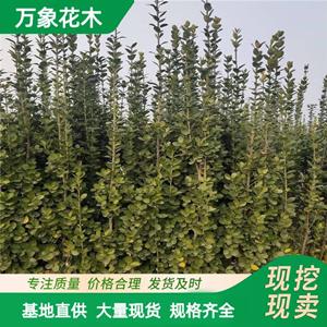 新2网址新2备用网会员登录注册开户