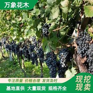 新2会员登录网址彩票