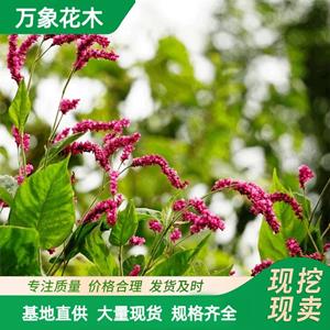 新2会员登录网址彩票