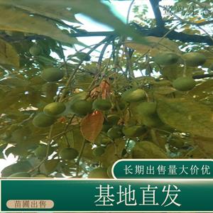 新2网址新2备用网会员登录app下载中心