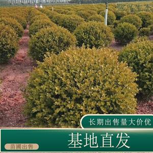 新2网址新2备用网会员登录注册开户