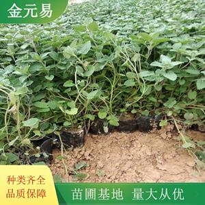 新2会员登录网址老虎机