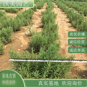 新2网址新2备用网会员登录最新网址