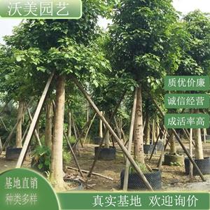 新2网址新2备用网会员登录