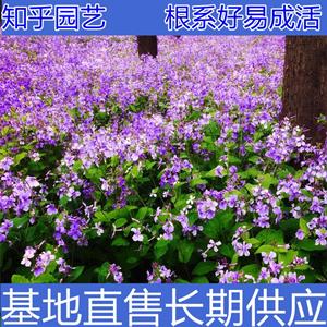 新2会员登录网址彩票