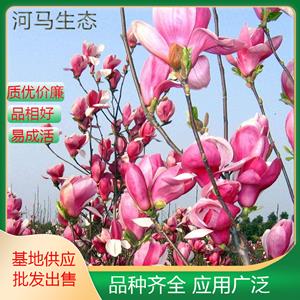 新2会员登录网址彩票