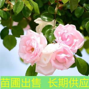 新2会员登录网址彩票