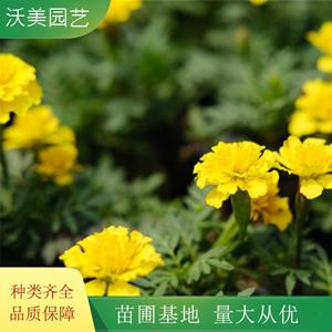 新2会员登录网址官方入口