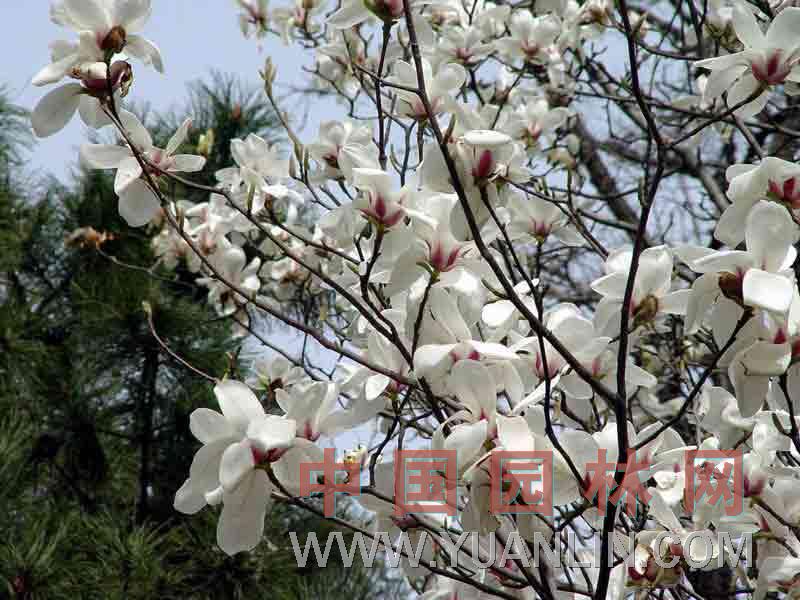 白玉兰 玉兰、望春花、玉兰花