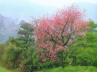 大山樱 