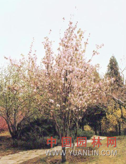 西府海棠 小果海棠 