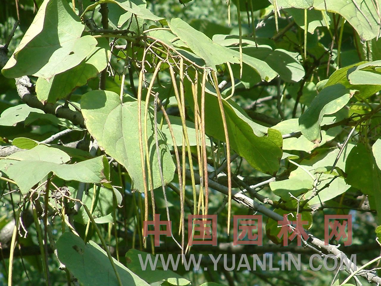 梓树 黄花楸、木角豆、木叶梧桐