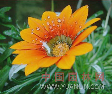 麦秆菊 蜡菊、贝细工