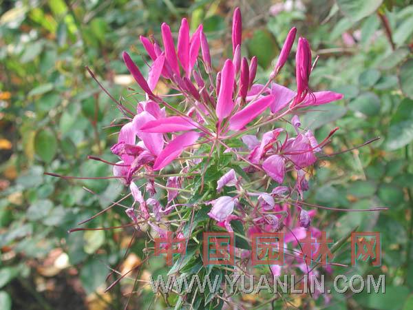 醉蝶花 西洋白花菜、凤蝶草、紫龙须、蜘蛛花