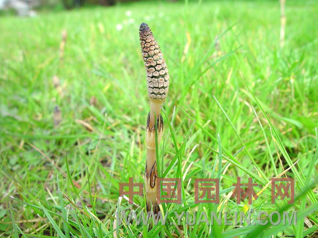 问荆 笔头菜、骨节草、节节草、土笔