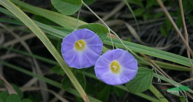 蓝花土瓜 