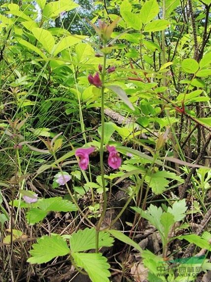 狭叶山罗花