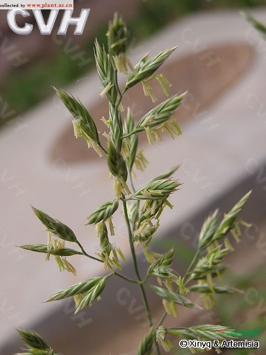 苇状羊茅 