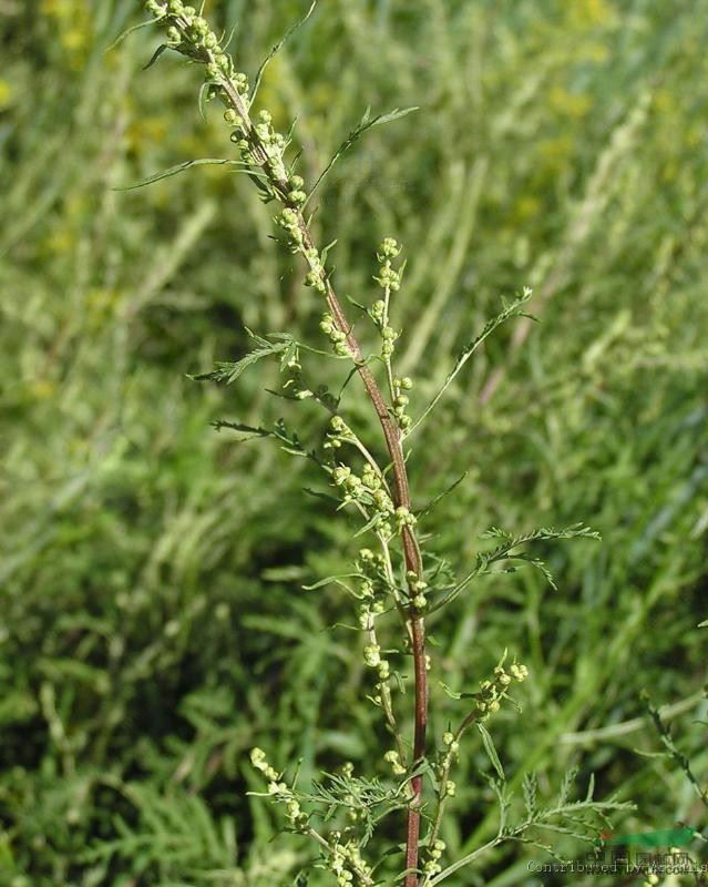 细裂叶松蒿 草柏枝