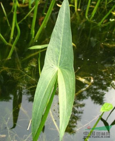 内蒙眼子菜 