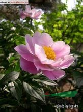 草芍药 山芍药、野芍药、土白芍