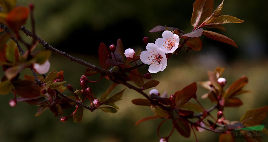 紫叶李 